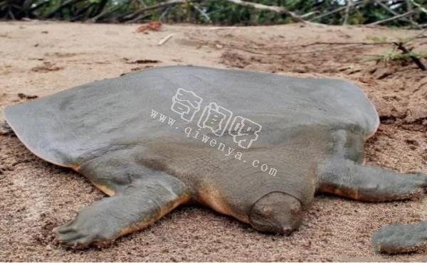 即將滅絕!地球上極度稀罕的外星生物