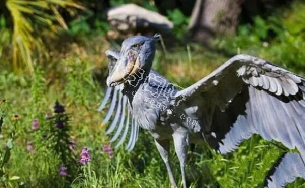 即將滅絕!地球上極度稀罕的外星生物