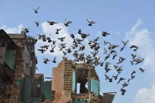 從太空追蹤動物可以預測地面上的地震？
