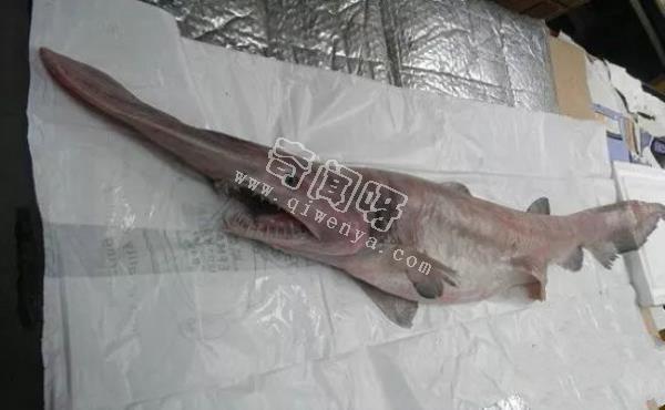 即將滅絕!地球上極度稀罕的外星生物