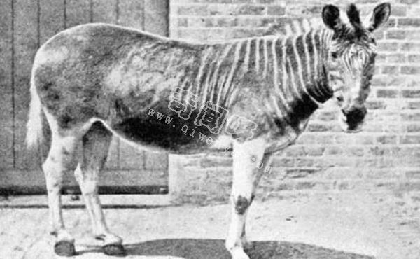 近代五大滅絕生物，其中一種曾經(jīng)復(fù)活過