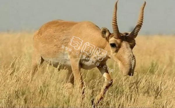 即將滅絕!地球上極度稀罕的外星生物