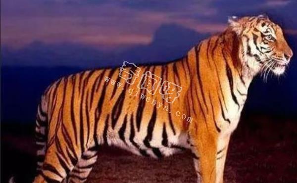 近代五大滅絕生物，其中一種曾經(jīng)復(fù)活過
