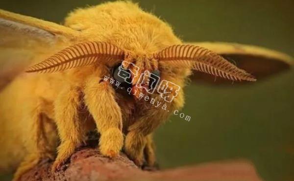 即將滅絕!地球上極度稀罕的外星生物