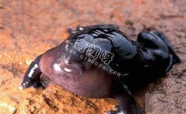 即將滅絕!地球上極度稀罕的外星生物