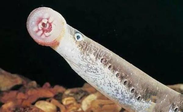 即將滅絕!地球上極度稀罕的外星生物