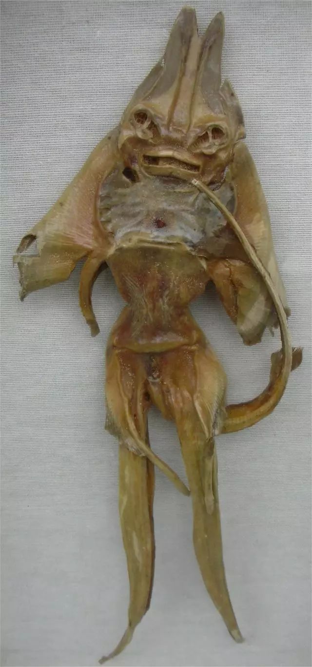 8個真實存在的神話中的生物標本，水底情深異形“精靈魚”