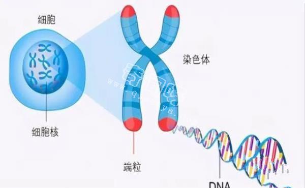 理論能活1000年，龍蝦不老的奧秘曝光！