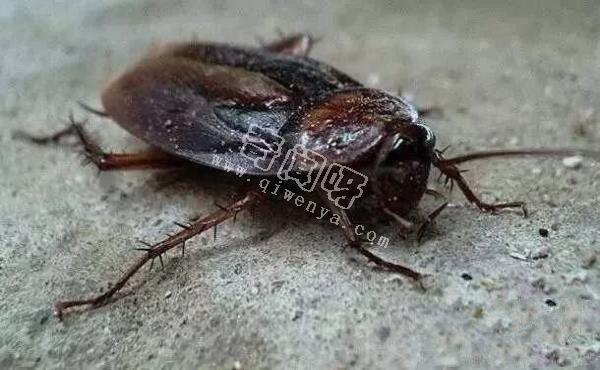 最令人討厭的八大昆蟲,簡直就是童年陰影