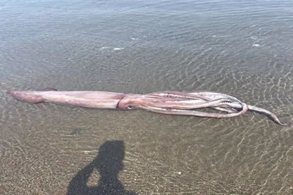 日本海邊發現3米巨型魷魚，來自深海引擔憂：大地震先兆？