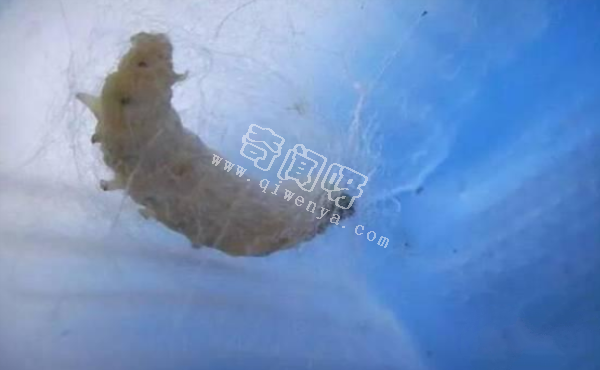 人類唯一馴化成功的昆蟲，中國人養了5000年