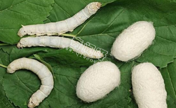 人類唯一馴化成功的昆蟲，中國人養了5000年