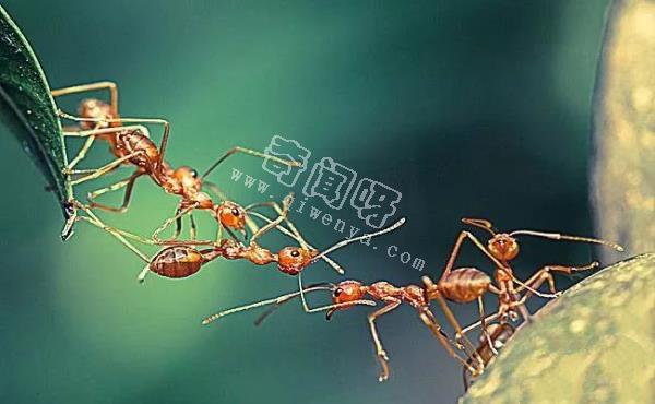 螞蟻進(jìn)入“奴隸制”，將是地球上最強(qiáng)大的物種