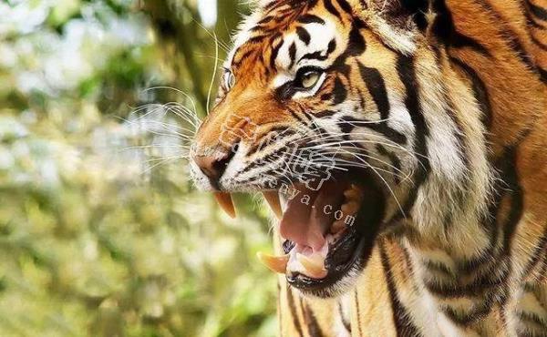 地表最強(qiáng)壯的十大動物 老虎獅子僅排第二第三