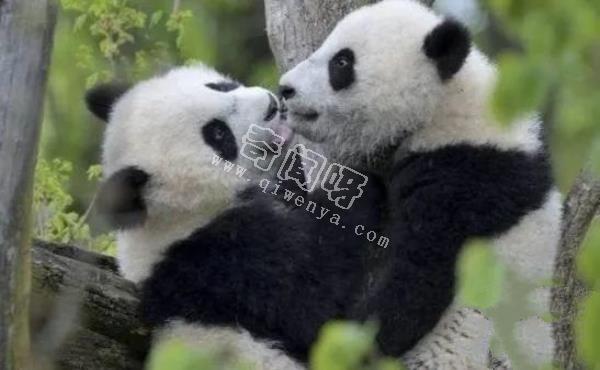大熊貓是如何求偶的？沒點實力找不到“老婆”，場面異常激烈