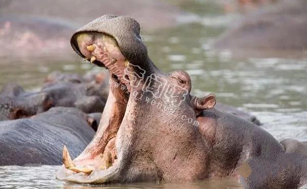地表最強(qiáng)壯的十大動物 老虎獅子僅排第二第三