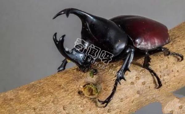 地表最強(qiáng)壯的十大動物 老虎獅子僅排第二第三