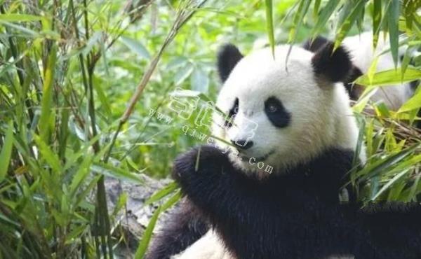 大熊貓是如何求偶的？沒點實力找不到“老婆”，場面異常激烈