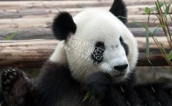 大熊貓是如何求偶的？沒點實力找不到“老婆”，場面異常激烈