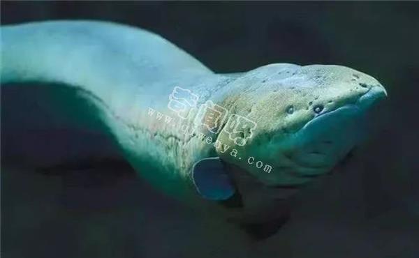 水可以導電，如果閃電打到海里，一次會電死多少魚？