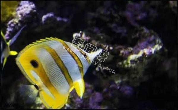 水可以導電，如果閃電打到海里，一次會電死多少魚？