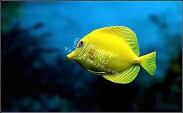 水可以導電，如果閃電打到海里，一次會電死多少魚？