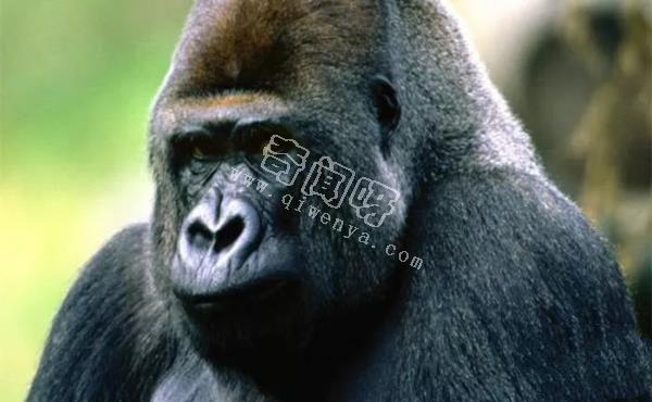 地表最強(qiáng)壯的十大動物 老虎獅子僅排第二第三