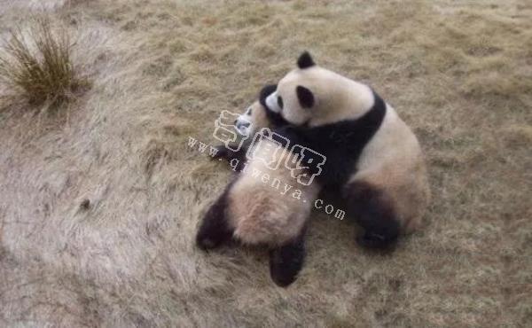 大熊貓是如何求偶的？沒點實力找不到“老婆”，場面異常激烈