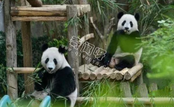 大熊貓是如何求偶的？沒點實力找不到“老婆”，場面異常激烈