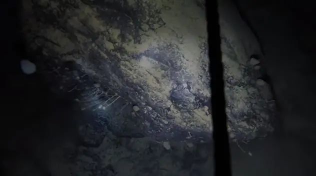 鉆穿南極冰棚深海發現活石,未知生物曝光科學家震驚