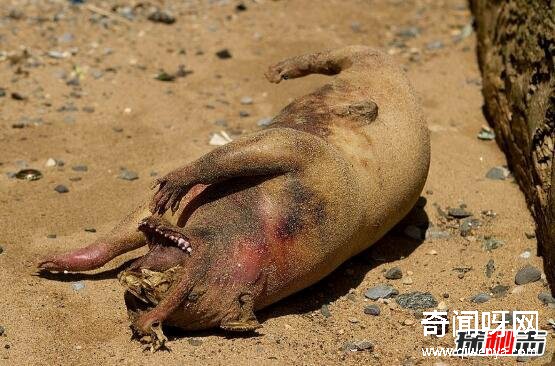 動物未解之謎