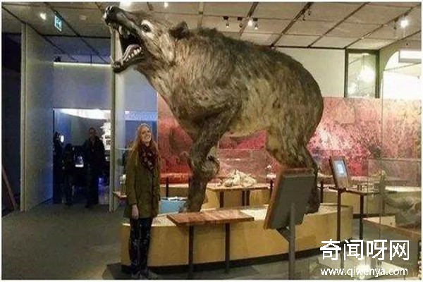 動物未解之謎