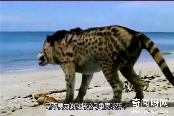 動物未解之謎