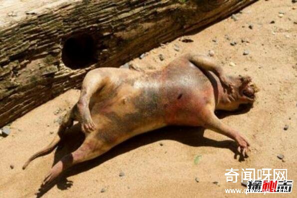 動物未解之謎