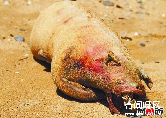 動物未解之謎