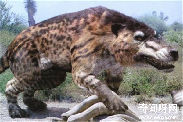 動物未解之謎