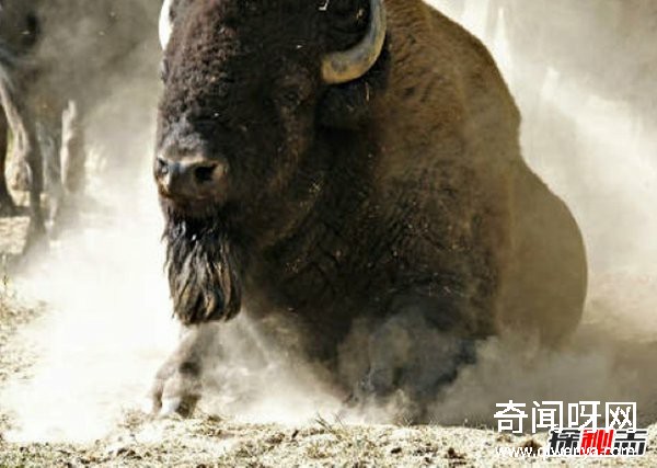 什么動物最讓人害怕?盤點讓人望而生畏的十大動物