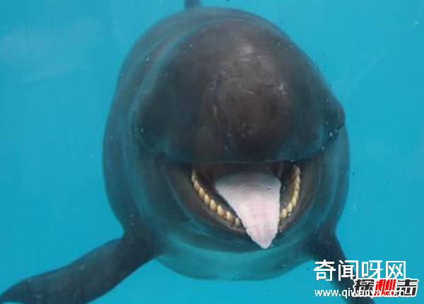 世界上有哪些怪魚?盤點10種讓人害怕的魚類(逆天存在)