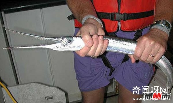 什么動物最讓人害怕?盤點讓人望而生畏的十大動物
