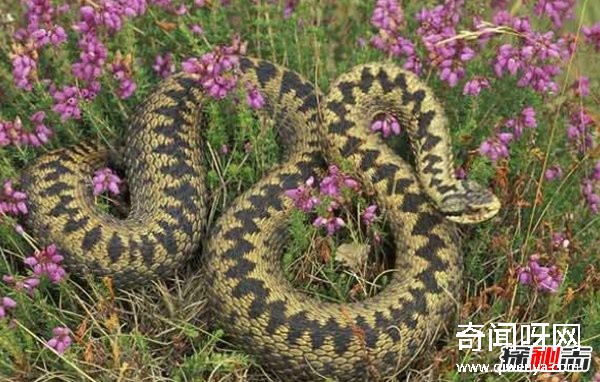 什么動物最讓人害怕?盤點讓人望而生畏的十大動物