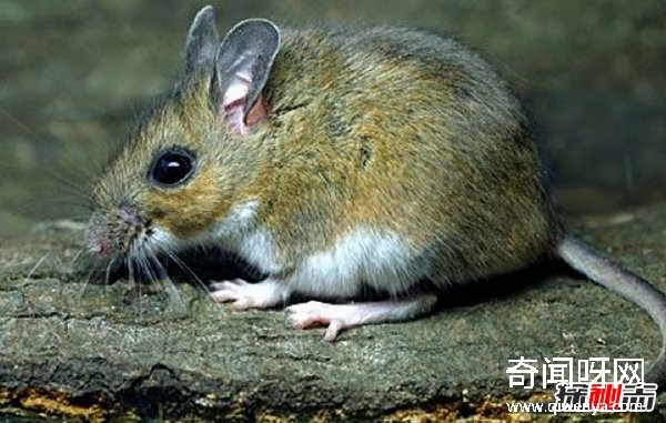 什么動物最讓人害怕?盤點讓人望而生畏的十大動物
