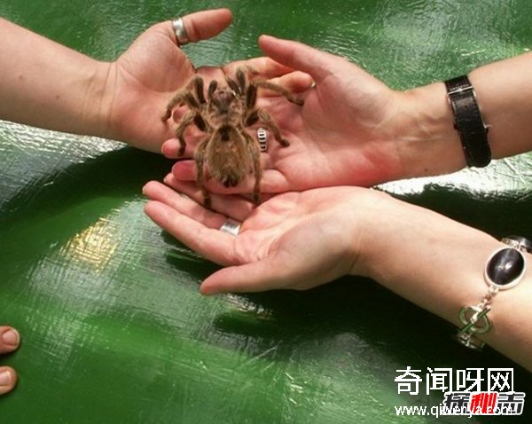 什么動物最讓人害怕?盤點讓人望而生畏的十大動物