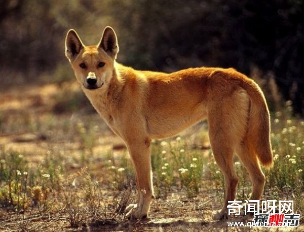 什么動物最讓人害怕?盤點讓人望而生畏的十大動物