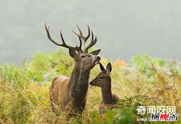 什么動物最讓人害怕?盤點讓人望而生畏的十大動物