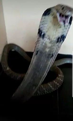 14歲少年被自己眼鏡王蛇咬到拍照炫耀，12小時(shí)后慘死
