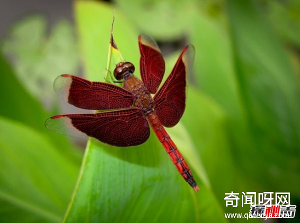 風(fēng)水學(xué)里蜻蜓寓意什么?蜻蜓全身有什么秘密?(真相揭秘)