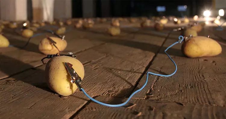 科學(xué)家發(fā)現(xiàn)馬鈴薯能發(fā)電！ 一顆就能照亮你家40天