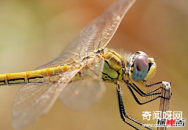 風(fēng)水學(xué)里蜻蜓寓意什么?蜻蜓全身有什么秘密?(真相揭秘)