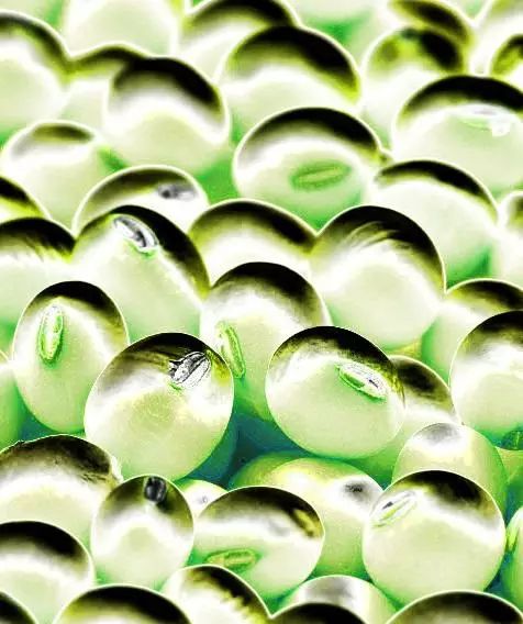 科學家把食用油變成比鋼鐵堅固兩百倍的材料!