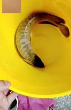 他手術(shù)前2天“6年白龍魚”翻肚暴斃，風(fēng)水魚擋煞拿命報恩